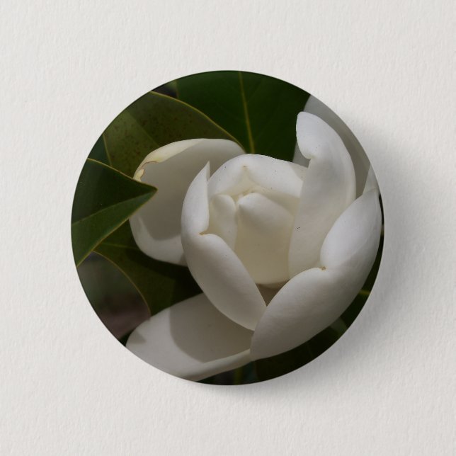 vit sydlig magnolia blomknopp knapp (Framsida)