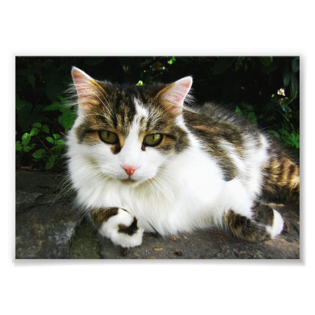 Vit Tabby Photo Fototryck (Framsidan)