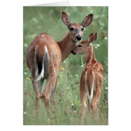 Vit-tailed hjort med lismar hälsningskort