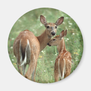 Vit-tailed hjort med lismar magnet
