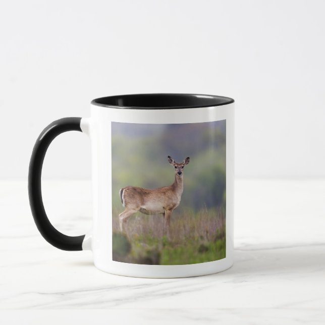Vit-Tailed hjort Mugg (Vänster)