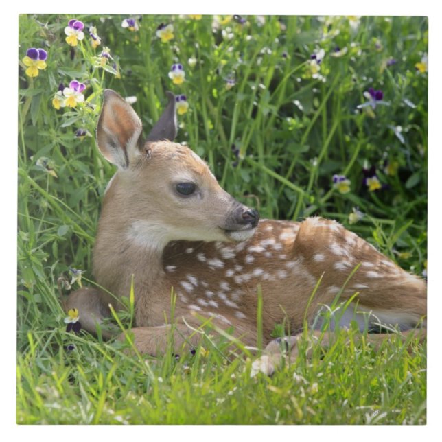 Vit-tailed hjort (Odocoileusvirginianusen) Kakelplatta (Framsidan)