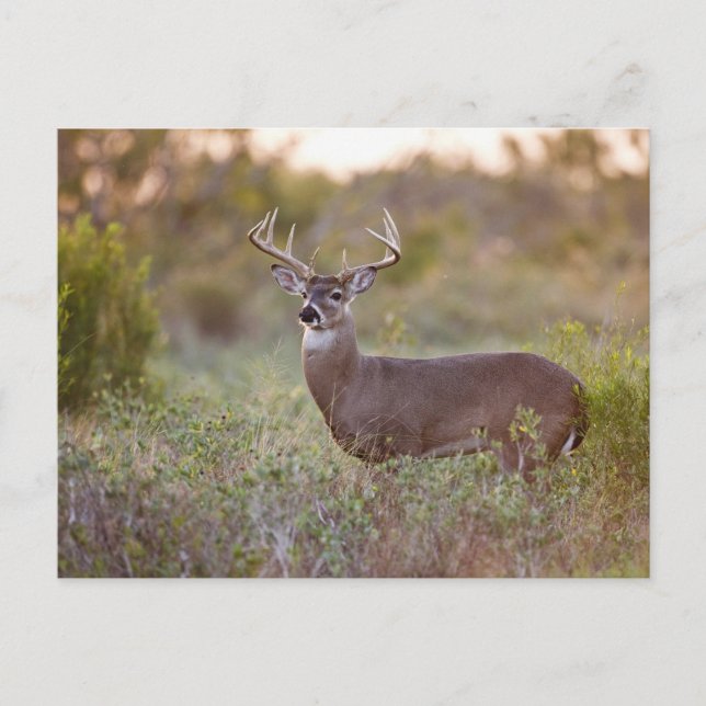 vit-tailed manlig 2 för hjort vykort (Framsida)