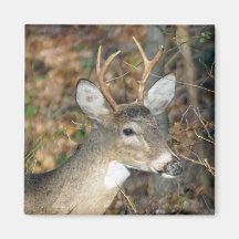 Vit-Tails Hjort Buck Magnet