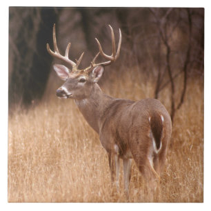 Vit Tails-Hjort Choke Canyon State Park, TX Kakelplatta