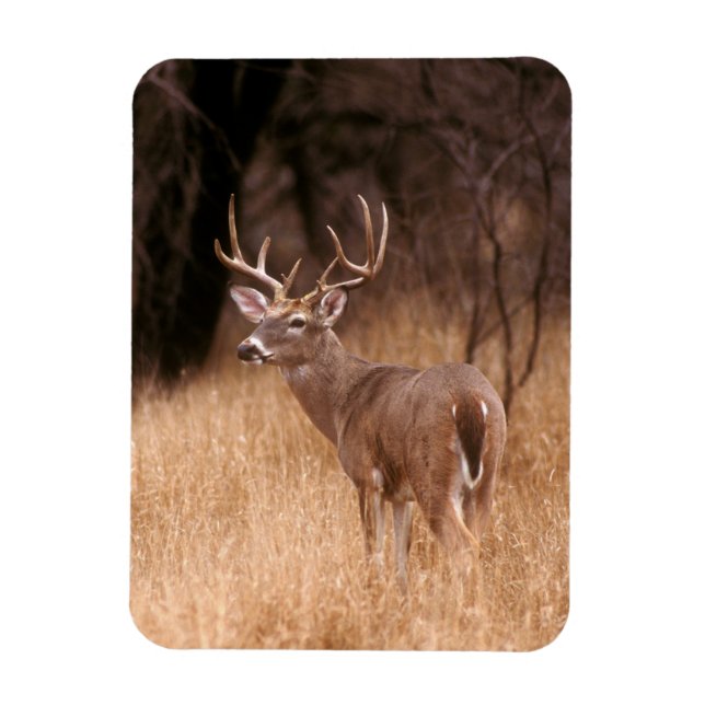 Vit Tails-Hjort | Choke Canyon State Park, TX Magnet (Vertikal)