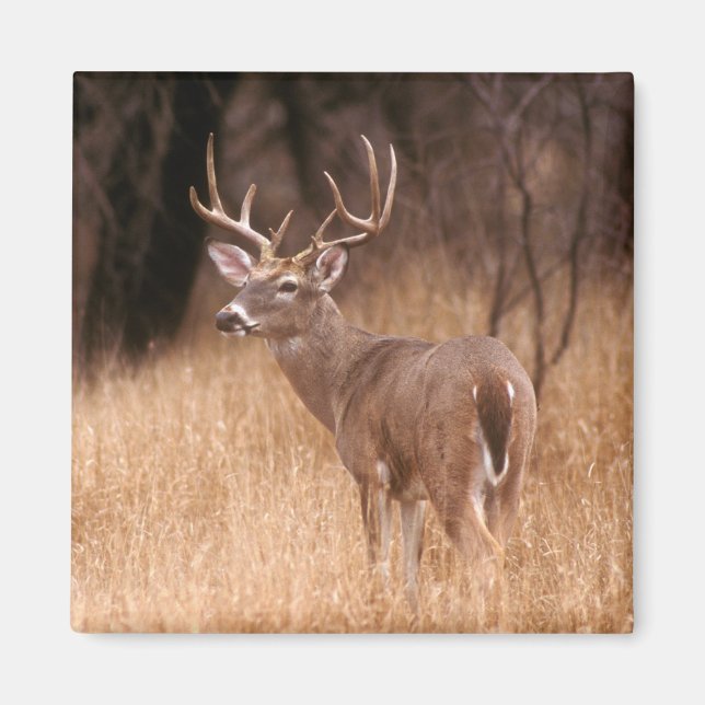 Vit Tails-Hjort | Choke Canyon State Park, TX Magnet (Framsidan)