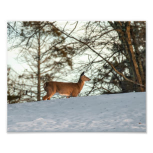Vit Tails-Hjort Fototryck