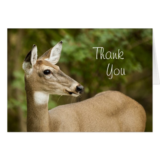 Vit Tails-Hjort Hälsningskort (Framsidan Horizontal)