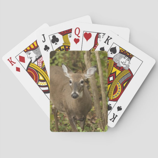 Vit Tails-Hjort Spel Kort (Baksidan)