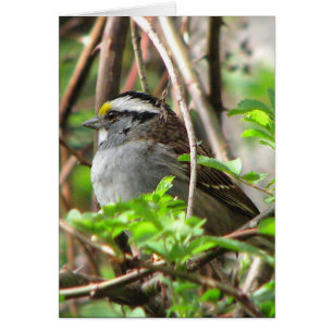 Vit-throated Sparrow Hälsningskort