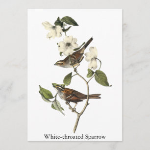 Vit-throated Sparrow - John Audubon Inbjudningar