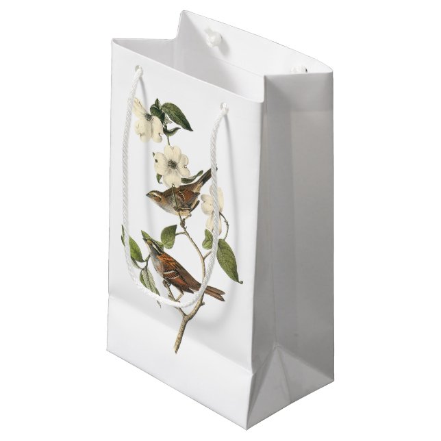 Vit-throated Sparrow vid Audubon (Framsidan Vinklad)