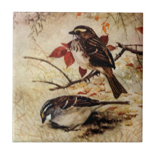 Vit-Throated Sparrows och höst löv Kakelplatta