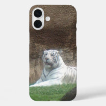 Vit Tiger
