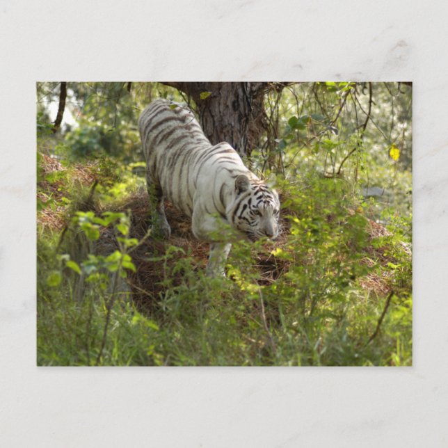 Vit tiger 010 vykort (Framsida)