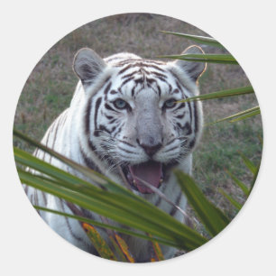 Vit tiger_6170e runt klistermärke