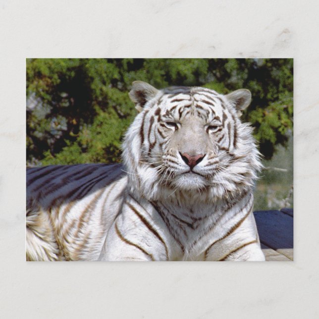Vit tiger 9 vykort (Framsida)