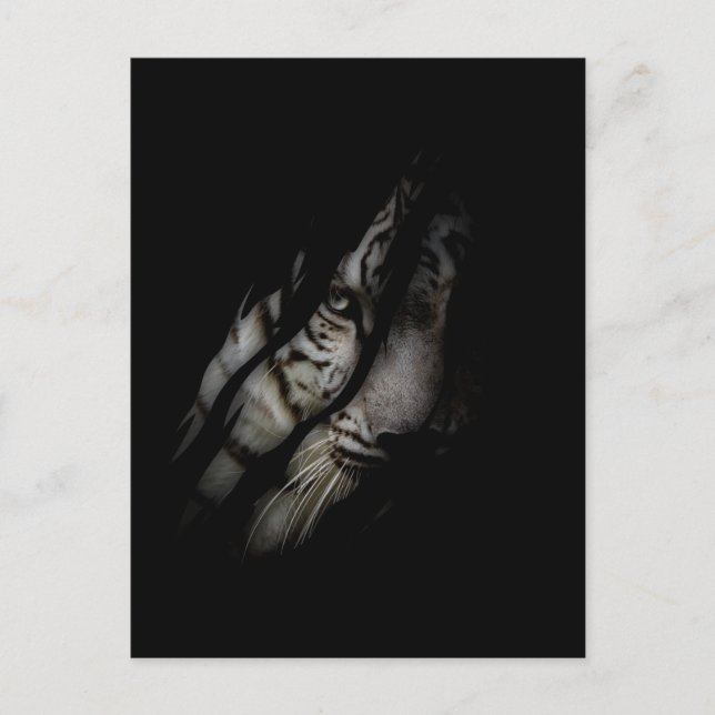 Vit Tiger Ansikte Rivna Klor Vild Safari Djur Katt Vykort (Framsida)