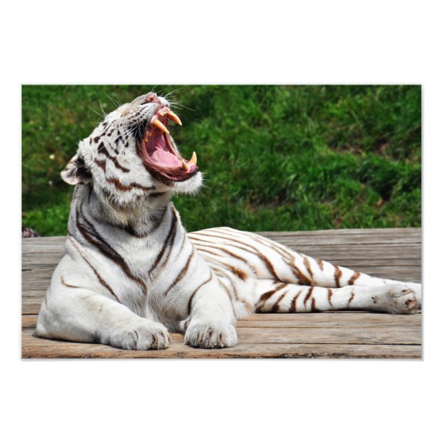 Vit Tiger, Bengalisk Tiger Foto Print (Framsidan)