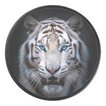 Vit Tiger Blå Ögon