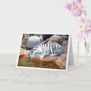Vit Tiger Dricker Vatten Kort