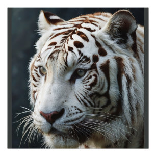 Vit tiger fototryck