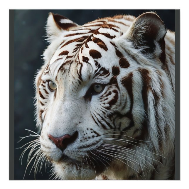 Vit tiger fototryck (Framsidan)