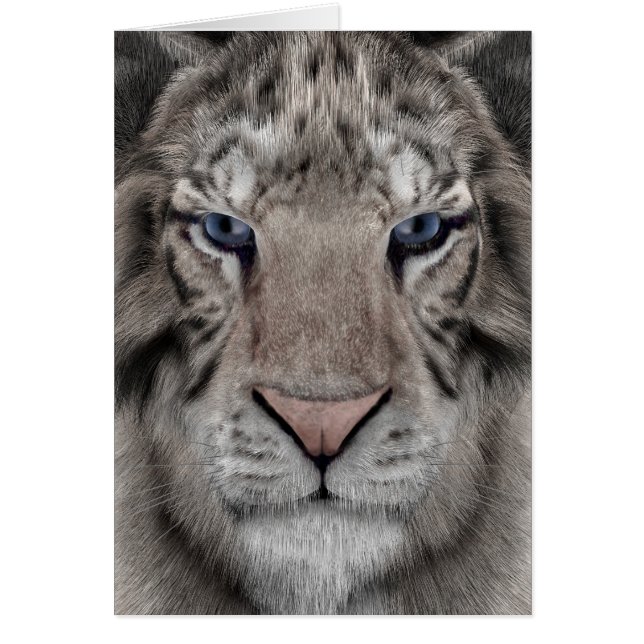 Vit tiger hälsningskort (Framsidan)