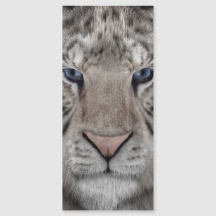 vit_tiger_huvud