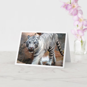 Vit Tiger Kort