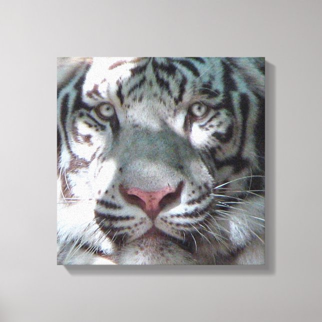Vit Tiger-möte Canvastryck (Framsida)
