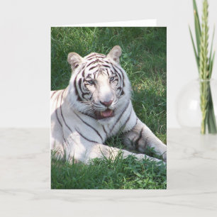 Vit tiger på grönt, gräs lodrät ram bild kort