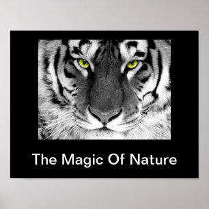 Vit tiger Poster