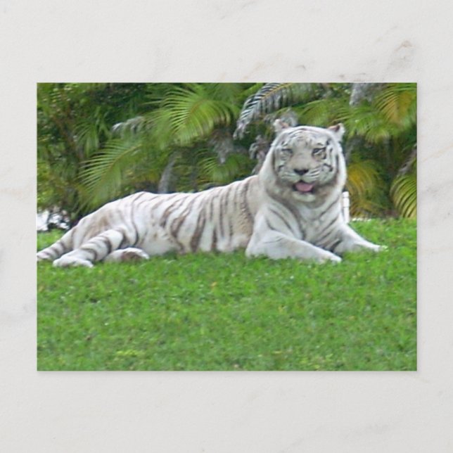 Vit tiger som vilar i lugn grön äng vykort (Framsida)