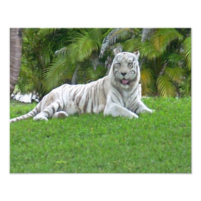 Vit tiger som vilar i solbelyst gräs fototryck (Framsidan)