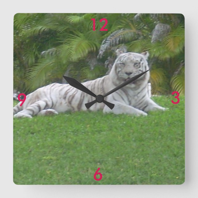 Vit tiger som vilar i solbelyst grön äng fyrkantig klocka (Framsida)