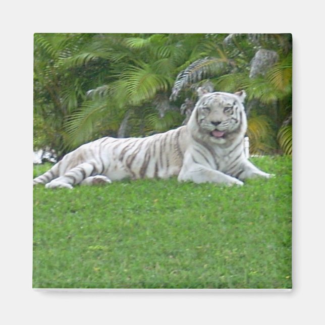 Vit tiger som vilar i solbelyst grön gräs magnet (Framsidan)