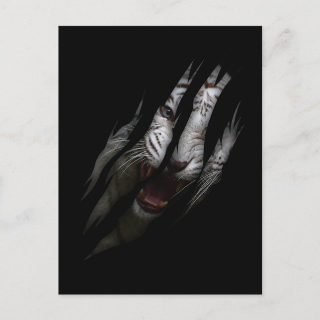 Vit Tiger Torn Klo Vild Safari Djurkatt Vykort (Framsida)