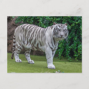 Vit tiger upp vyvykort vykort