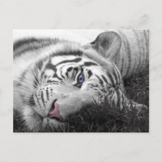 Vit tiger vykort