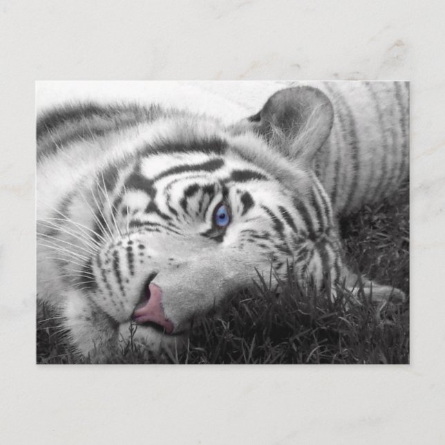 Vit tiger vykort (Framsida)
