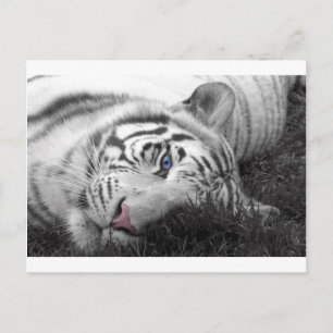 Vit tiger vykort