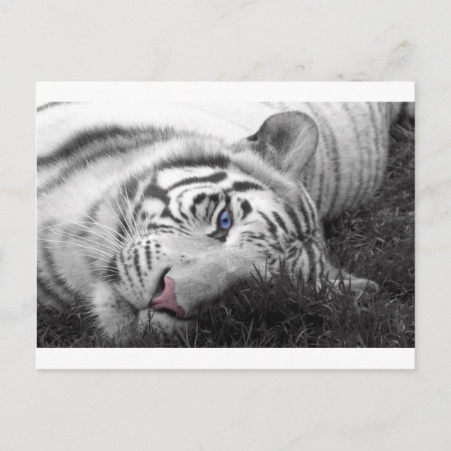 Vit tiger vykort (Framsida)