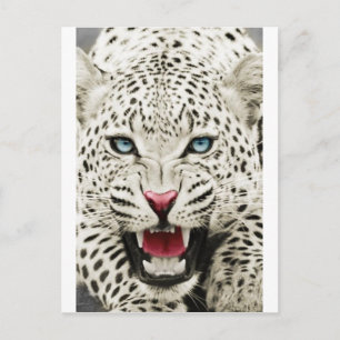 vit tiger vykort