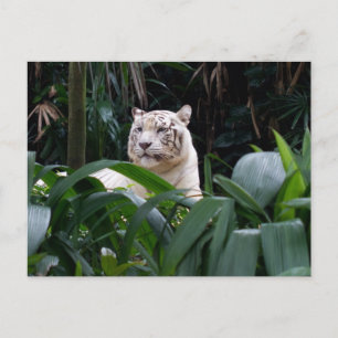 Vit tiger-vykort vykort