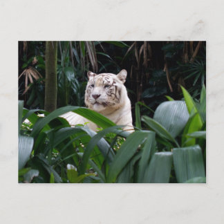 Vit tiger-vykort vykort