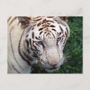 Vit tiger-vykort vykort