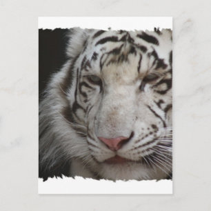 Vit tiger-vykort vykort