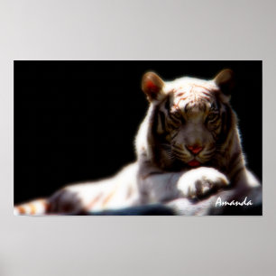 Vit Tiger Wildlife Konst Poster